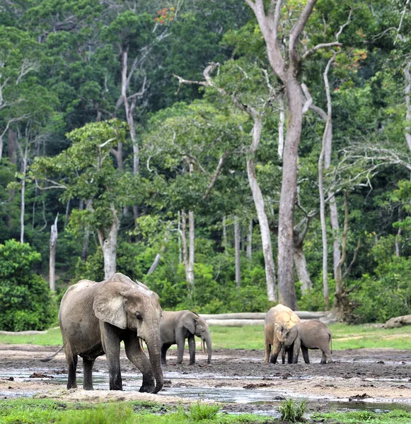 Elefantes da floresta africana — Fotografia de Stock