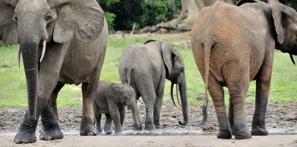 Elefanti della foresta africana — Foto Stock