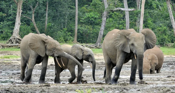 Elefantes forestales africanos — Foto de Stock