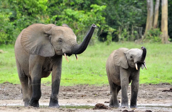 Los elefantes del bosque africano — Foto de Stock