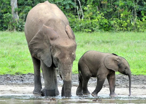 The elephant calf  with  elephant cow T