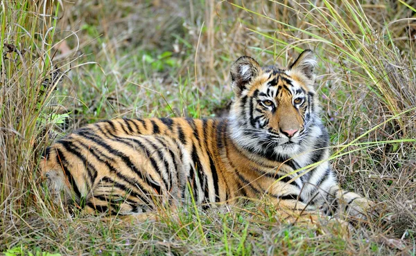 Young bengalisk tiger i naturliga livsmiljöer. — Stockfoto