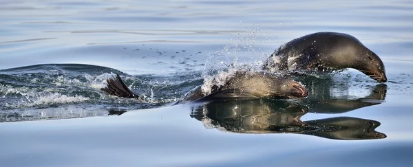 Jumping Cape fur seals — Stock Fotó