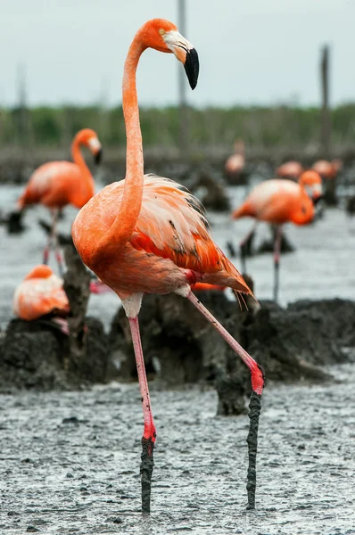 American Flamingos ( Phoenicopterus ruber ) — Stock Photo, Image