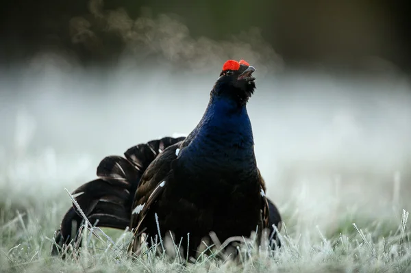 Gansos negros (Tetrao tetrix ) — Foto de Stock