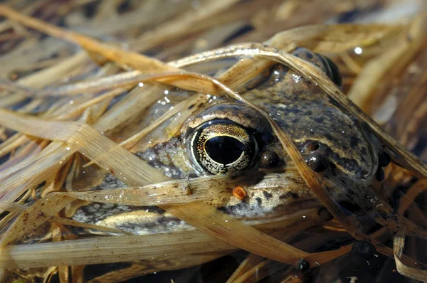 La grenouille commune (Rana temporaria ) — Photo