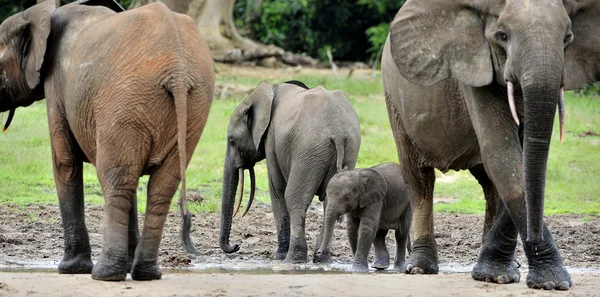 Pralesní sloni — Stock fotografie