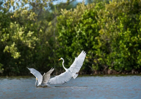 The fighting great egrets — Stock Fotó