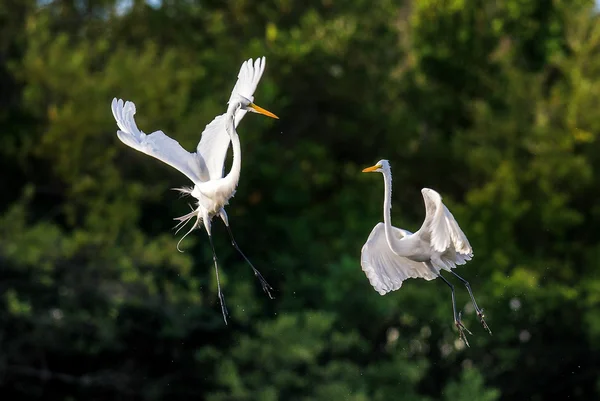 The fighting great egrets — Φωτογραφία Αρχείου