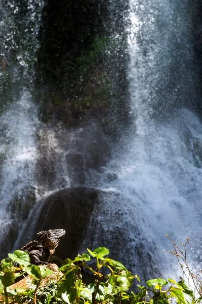 Ігуана в лісі біля — стокове фото