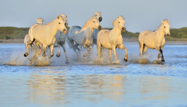 Herd of White Camargue Cavalos — Fotografia de Stock