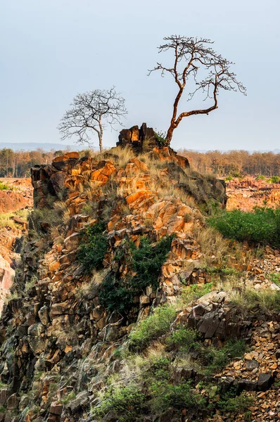 Contro il cielo grigio . — Foto Stock