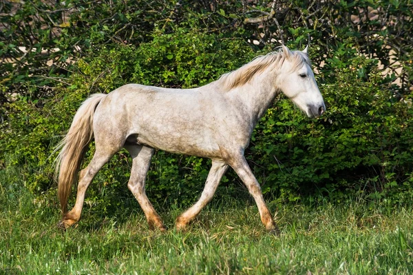 Biały camargue konia — Zdjęcie stockowe