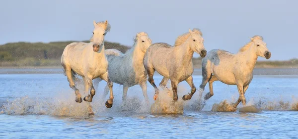 Stádo koní bílých Camargue — Stock fotografie