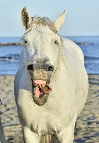 Roliga porträtt av en skrattande häst. — Stockfoto