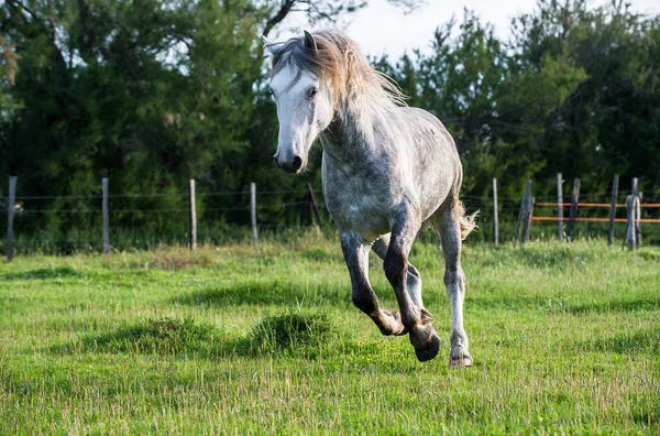 White Camargue Horse — Stock Photo, Image