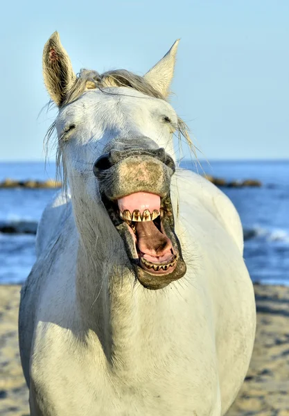 Divertente ritratto di un cavallo ridente . — Foto Stock