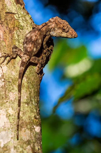 Anolis (Chamaeleolis) guamuhaya — 스톡 사진