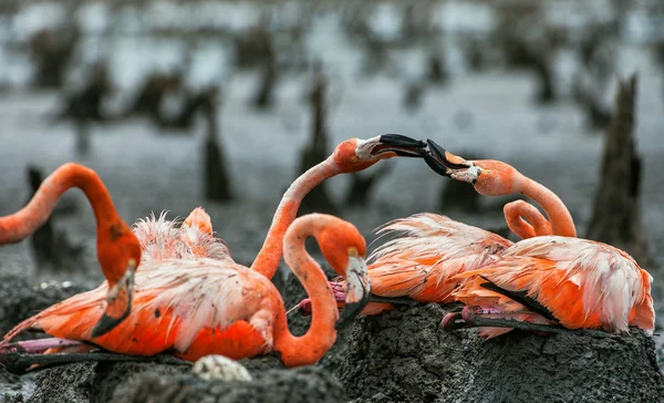 Große Flamingos (phoenicopterus ruber)) — Stockfoto