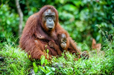 Bir erkek orangutanın bir yavrusu ile