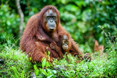 A female of the orangutan with a cub clipart
