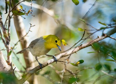 The yellow-headed warbler