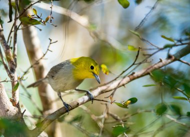 The yellow-headed warbler clipart
