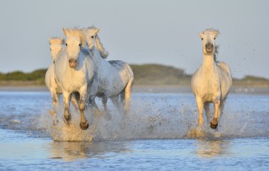 Beyaz Camargue at sürüsü
