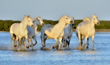 Camargue Atlar su üzerinde çalışan .