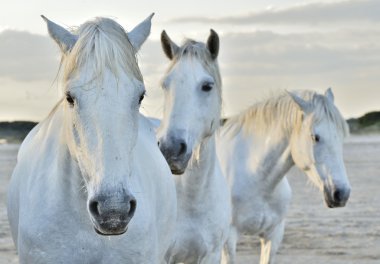 white horses portrait clipart