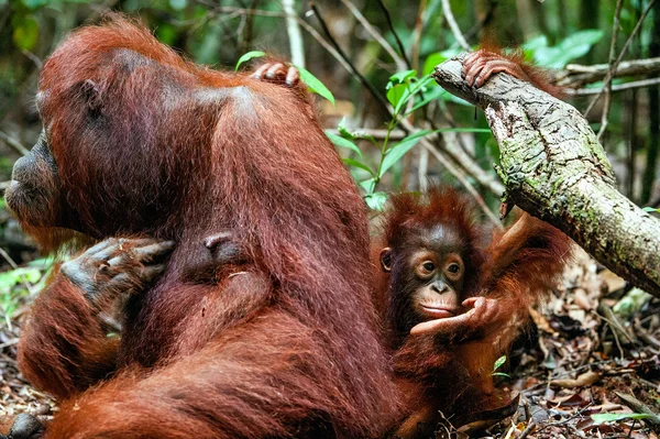 Una hembra del orangután con un cachorro — Foto de Stock