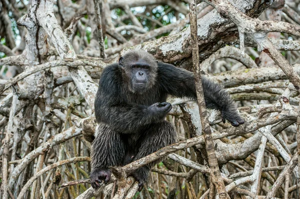 Portret van een volwassen chimpansee — Stockfoto