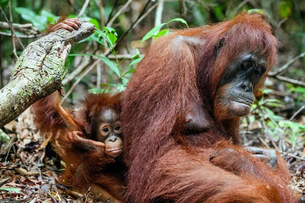 Una hembra del orangután con un cachorro — Foto de Stock