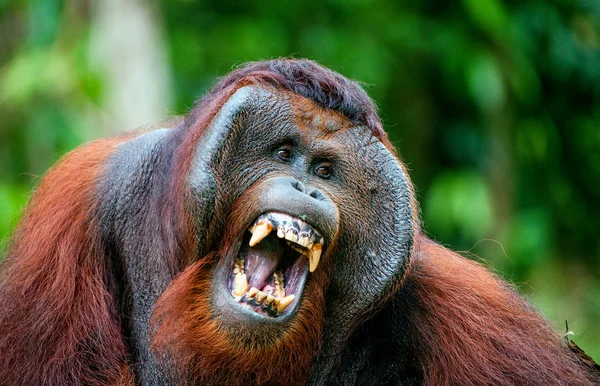 Het volwassen mannetje van de orang-oetan. — Stockfoto