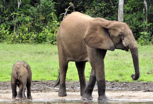 Az afrikai erdei elefánt — Stock Fotó