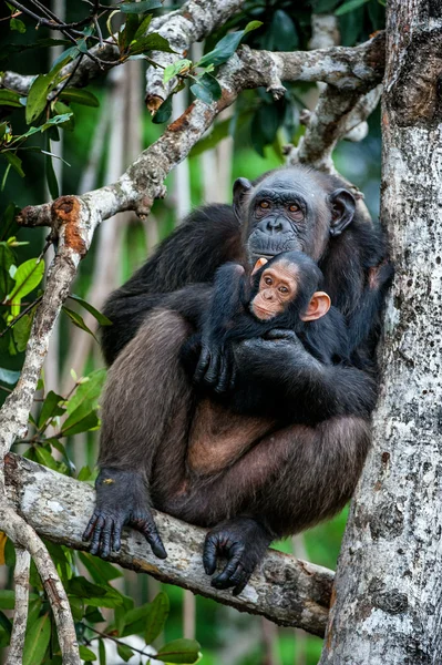 Szympans (Pan troglodytes) — Zdjęcie stockowe