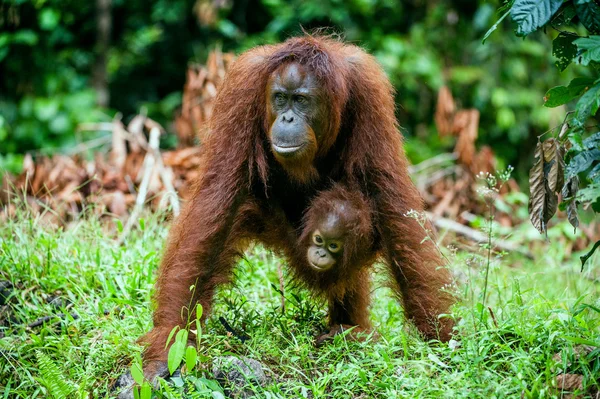 En hona av orangutang med en unge — Stockfoto