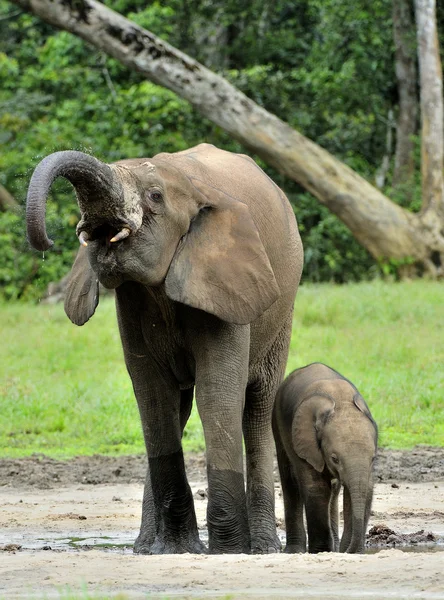 The African Forest Elephants — Stock Photo, Image