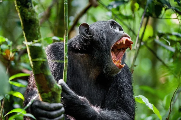 Een boze chimpansee schreeuwen. — Stockfoto