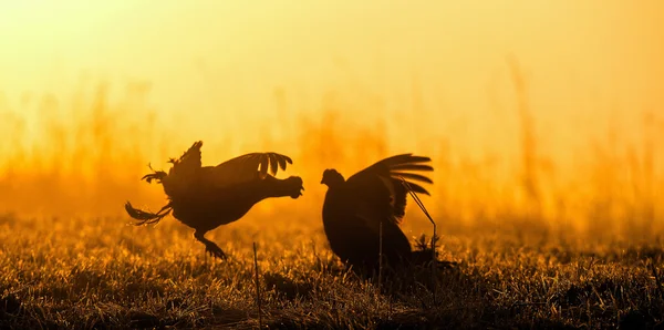 Lekking μαύρο grouses — Φωτογραφία Αρχείου