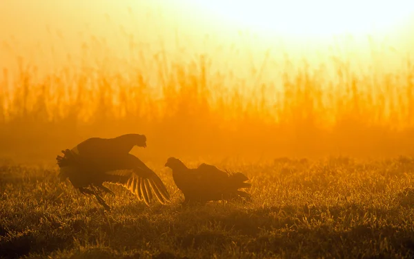 Lekking Black Grouses — Stock Photo, Image