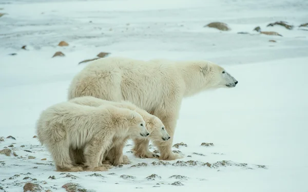 Polar hon-bear med ungar. — Stockfoto