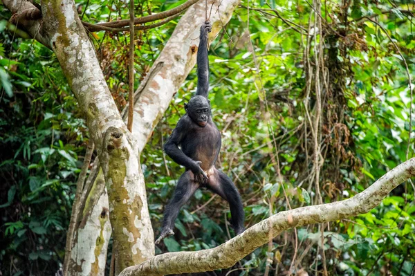 Bir ağaç dalı üzerinde yavru Bonobo — Stok fotoğraf