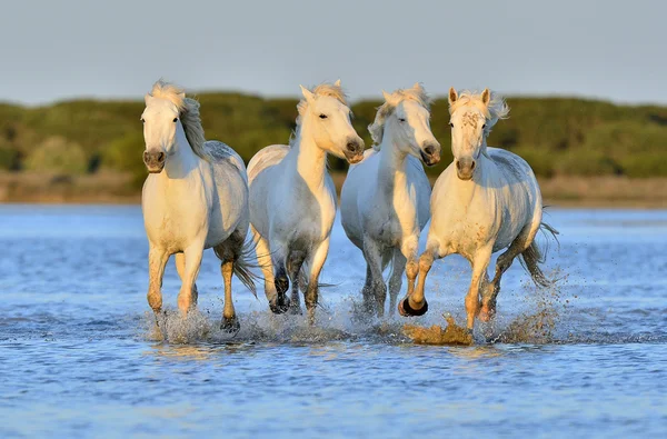 Konie Camargue biegną na wodzie . — Zdjęcie stockowe