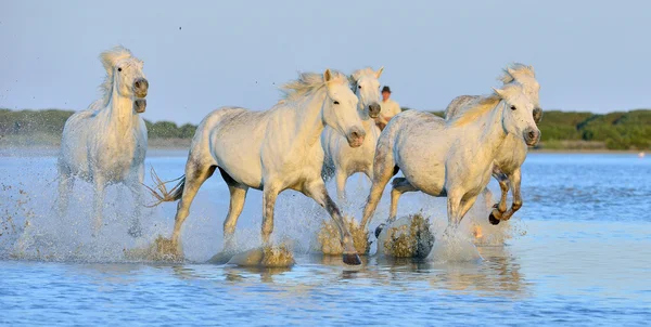 Cavalos correndo na água  . — Fotografia de Stock