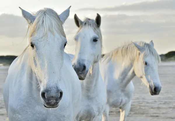 Retrato de cavalos brancos — Fotografia de Stock