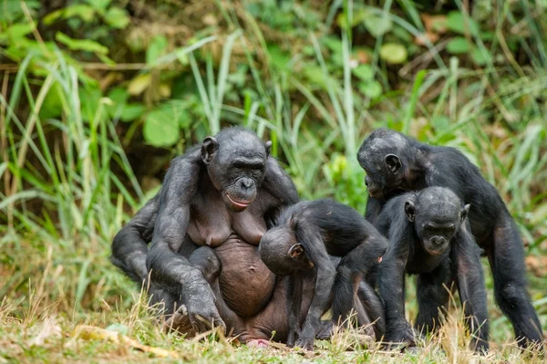 Bir şempanze bonobo aile portresi — Stok fotoğraf