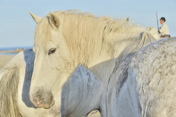Портрет белой лошади на естественном фоне . — стоковое фото