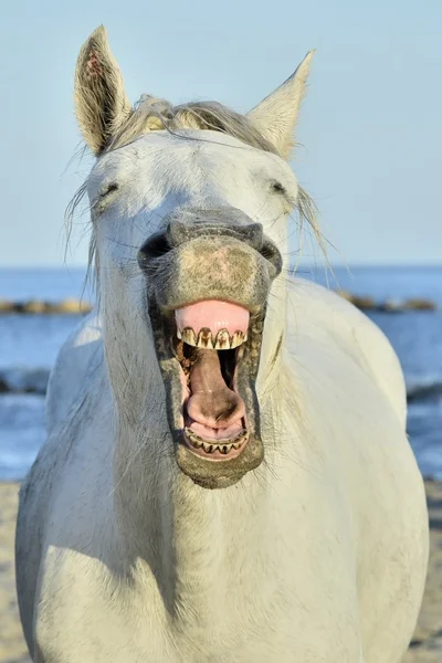 Lustiges Porträt eines lachenden Pferdes. — Stockfoto
