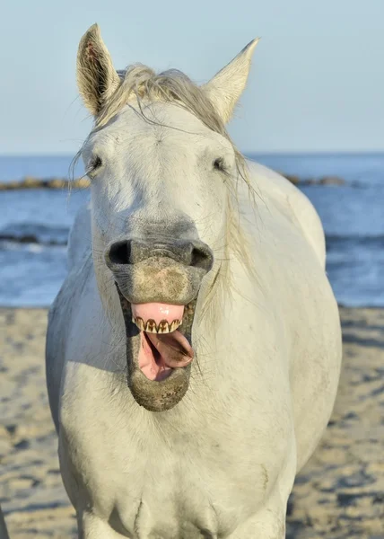 Смешной портрет смеющейся лошади . — стоковое фото